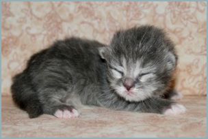 Female Siberian Kitten from Deedlebug Siberians